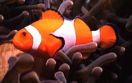 [Image: Clown Fish on a Reef]
